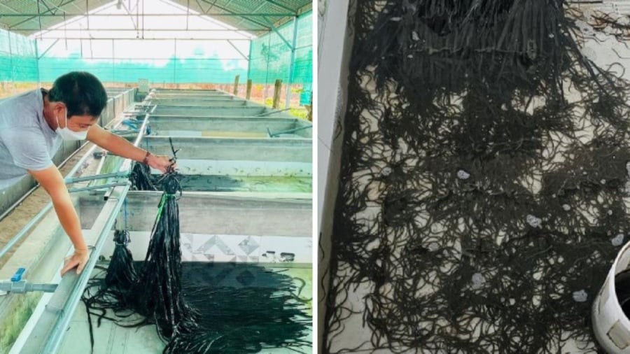 Những tưởng sẽ gắn bó lâu dài với nghề, nhưng cơ duyên đến với nghề nuôi lươn trong bể đã khiến cuộc đời anh rẽ sang một hướng hoàn toàn mới – và đem lại cho anh doanh thu hơn 2 tỷ đồng mỗi năm.