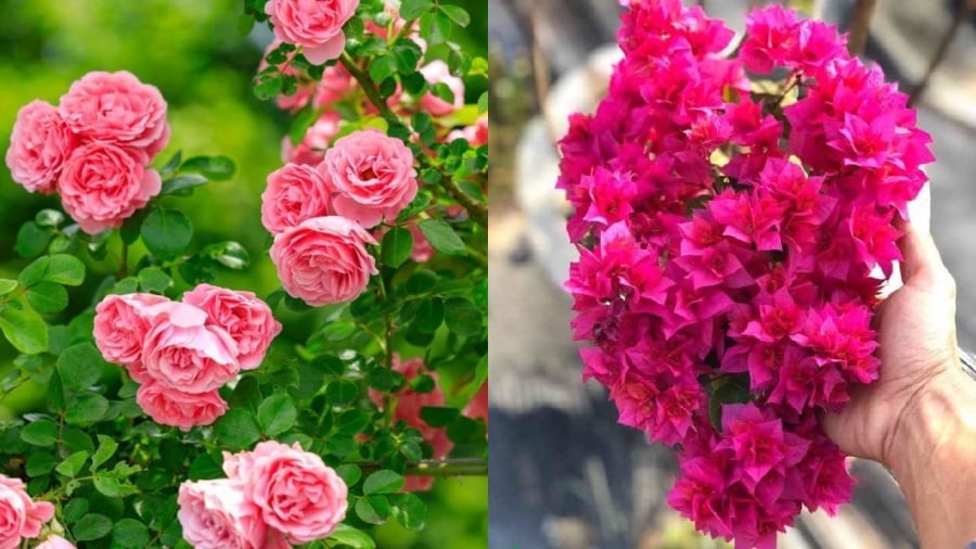 Hoa hồng và hoa giấy là những loại hoa mang lại sự sinh động, rực rỡ cho không gian sống đồng thời giúp thu hút may mắn, tài lộc.