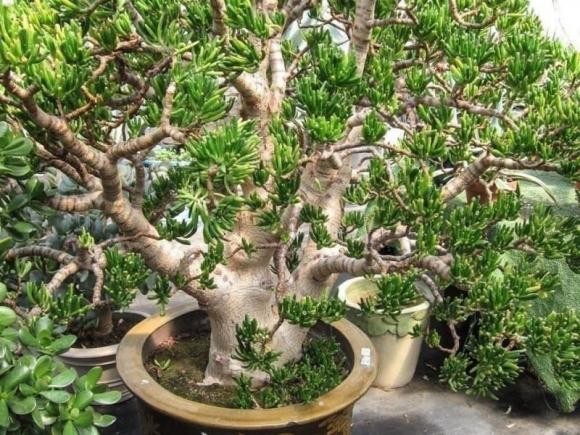 Sen đá Gollum Jade có thể đặt ở nhiều vị trí trong nhà, đặc biệt là phòng khách hoặc khu vực sinh hoạt chung.