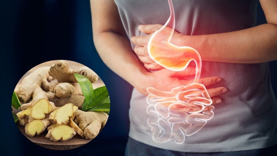 Gừng chứa nhiều hoạt chất có tác dụng làm giảm đau dạ dày, hỗ trợ tiêu hóa.