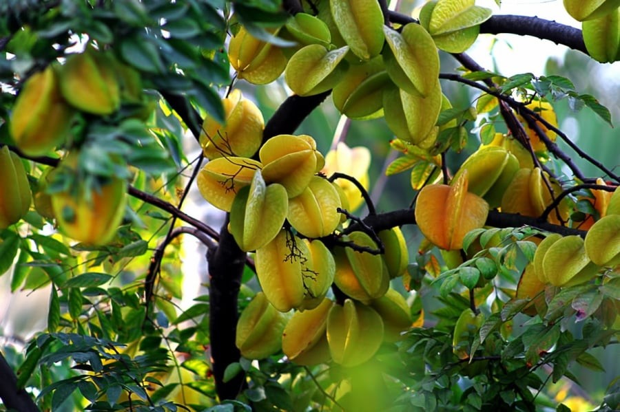 Trong phong thủy nhà ở, cây khế là loại cây gần gũi mang nhiều ý nghĩa tốt lành