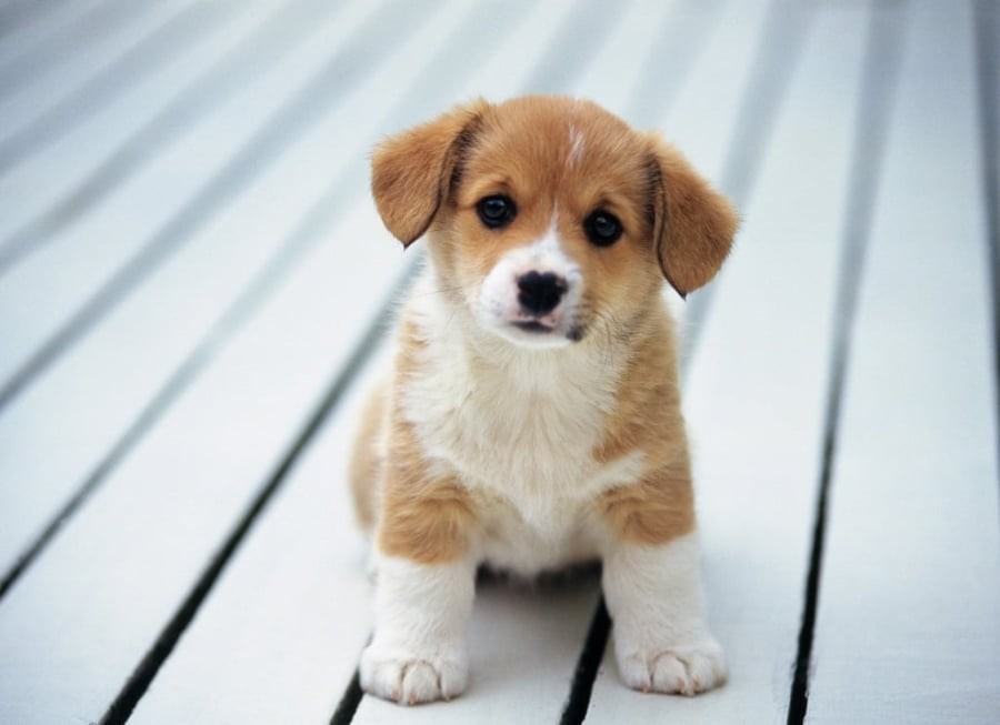 Từ xa xưa, người ta tin rằng việc bất ngờ xuất hiện một chú chó trong nhà nhất định sẽ mang lại tài lộc, làm giàu có, phú quý. (Ảnh minh họa)