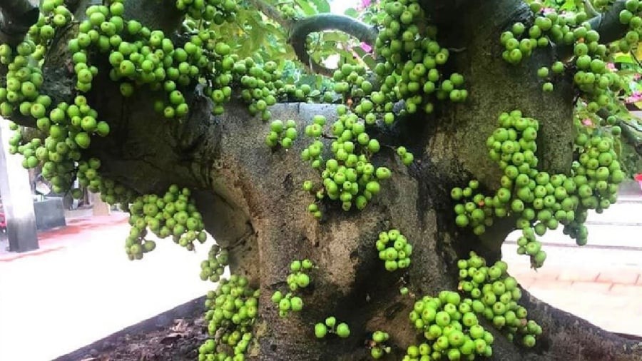 Người mệnh Hỏa và mệnh Mộc có thể trồng cây sung để thu hút tài lộc vào nhà.