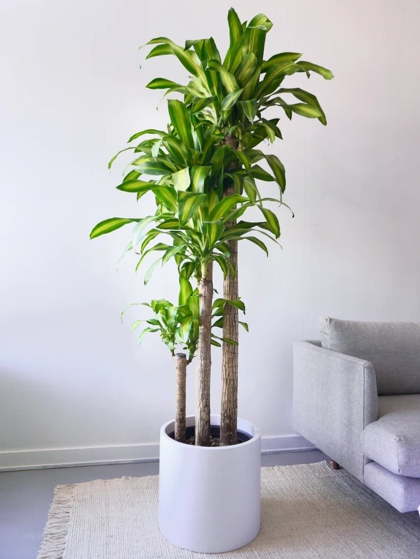 Cây phát tài mang lại ý nghĩa may mắn. Ảnh minh họa