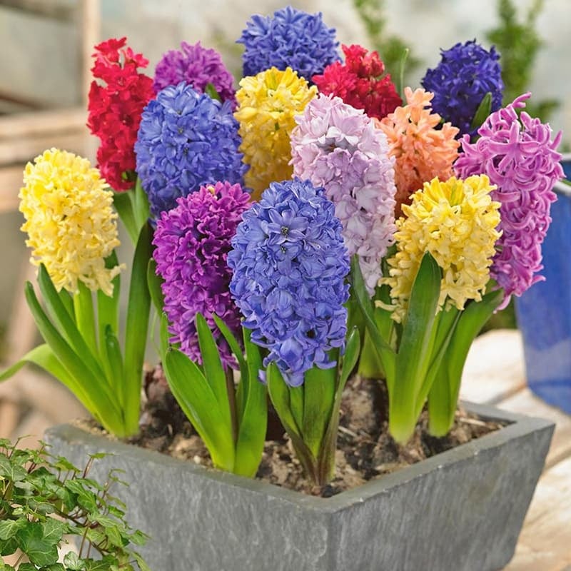 Cái tên “Dạ Lan Hương” nghe đã gợi sự dịu dàng, thơm ngát về đêm. Song chính đặc tính đó lại khiến loài hoa này thuộc hành Âm Thủy, hương thơm tỏa mạnh khi đêm xuống, ban ngày thu năng lượng ít.