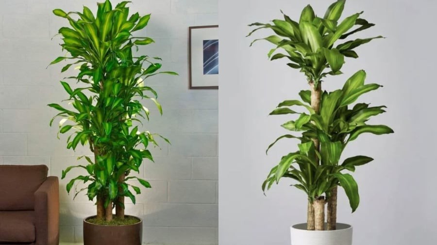 Thiết mộc lan là cây cảnh mang ý nghĩa phong thủy chiêu tài rước lộc