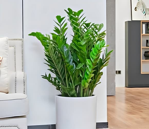 Cây kim tiền, tên khoa học là Zamioculcas zamiifolia Engl., là loài thực vật thân thảo, luôn xanh quanh năm và thuộc họ Ráy (Araceae).
