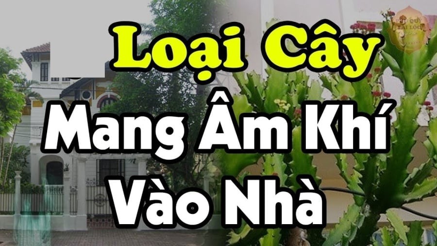 Những cây âm trồng trước nhà cây càng xanh người càng suy
