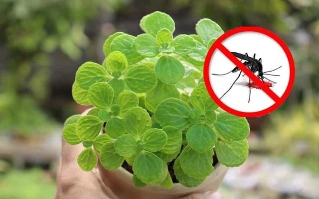 Trồng húng quế vừa để nấu ăn, vừa giúp không khí trong lành – đúng nghĩa “một công đôi việc”.