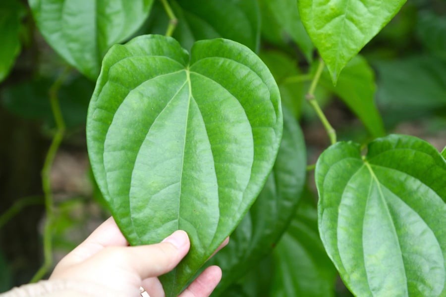 Lợi ích quý giá của lá trầu không, biết sớm hưởng nhiều