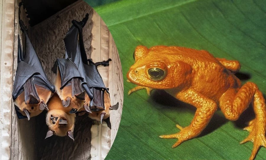 Những loài vật “mát vía” xuất hiện quanh nhà không chỉ là hiện tượng tự nhiên, mà còn phản ánh năng lượng và phong thủy nơi ở.