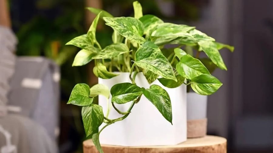 Người mệnh Mộc và mệnh Thủy rất phù hợp để trồng cây trầu bà. 