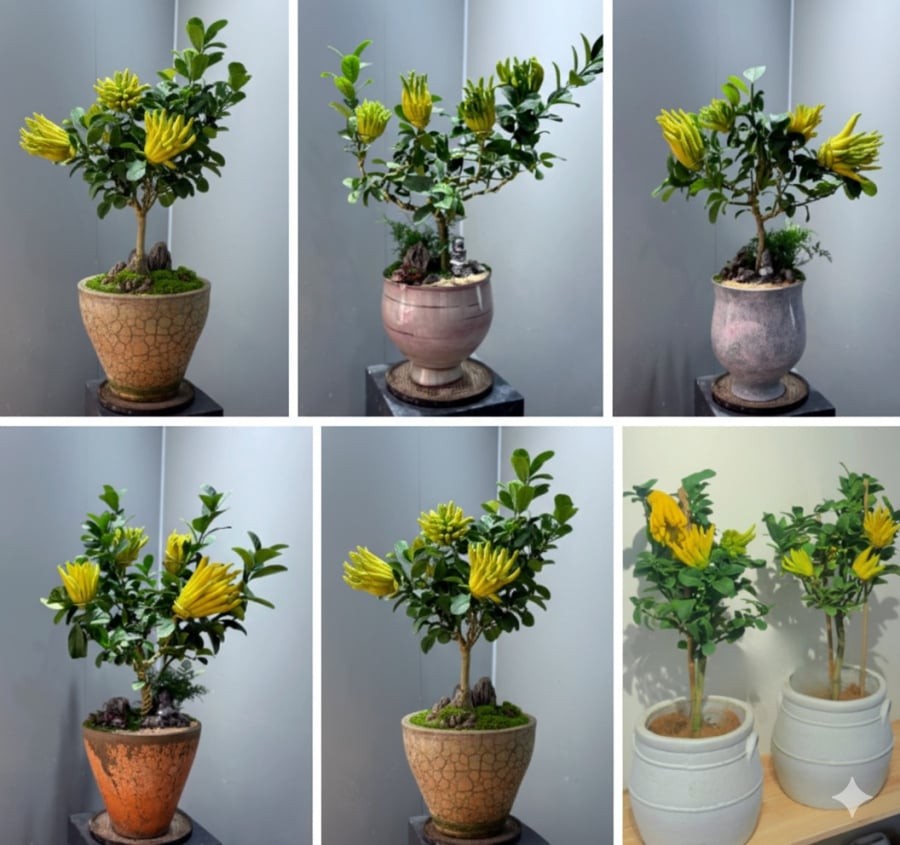 Các nhà vườn tất bật chuẩn bị phật thủ bonsai để kịp mùa Tết, nhiều chậu “cháy hàng” từ đầu đông.