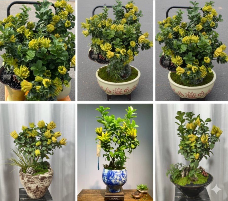 Phật thủ bonsai – “Thần Tài” vàng kim được săn lùng dịp Tết Nguyên đán 2026, biểu tượng chiêu tài – giữ lộc.