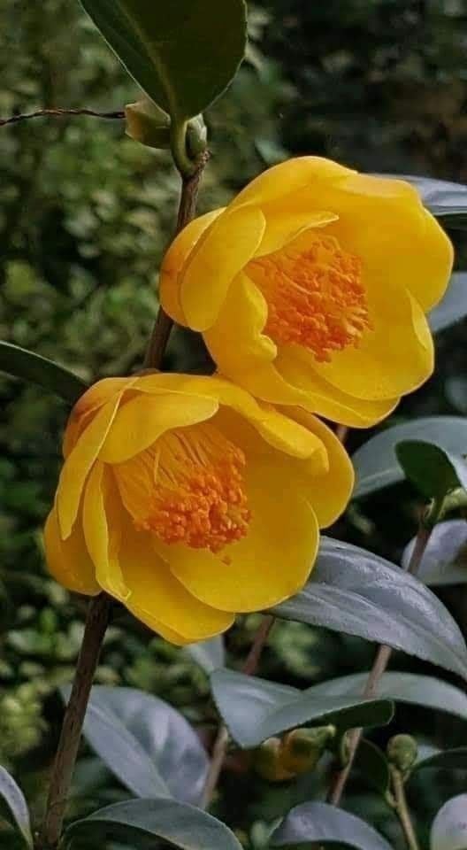 Trà hoa vàng là nữ hoàng của các loại trà