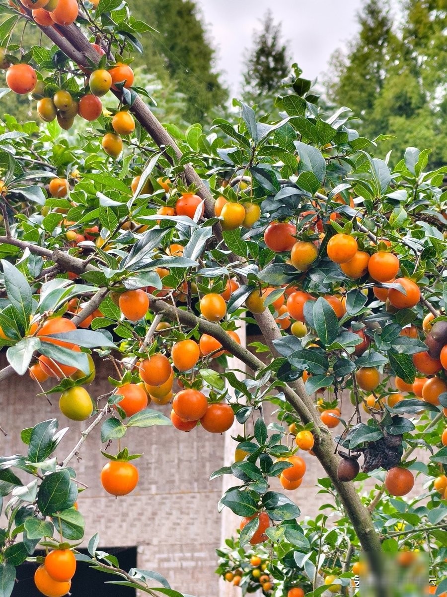 020821hong-da-cay-canh-nguoi-xua-12-0203