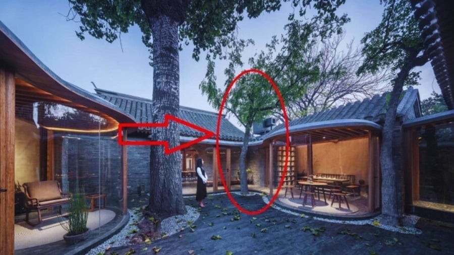 Những loại cây như dâu tằm, cây lê… được cho là không nên trồng trước sân vì mang điềm xui xẻo, giữ sầu trong nhà, gây bất lợi cho gia chủ. 