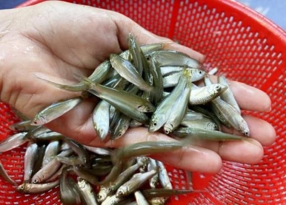 Cái tên “cá linh” mang nhiều giai thoại thú vị. 