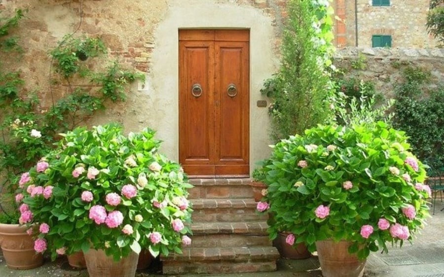 Cây xanh tươi tốt, đặt đúng vị trí phong thủy

