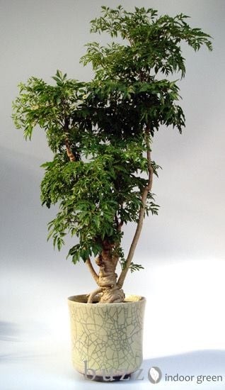 Trồng đinh lăng mang nhiều ý nghĩa công dụng