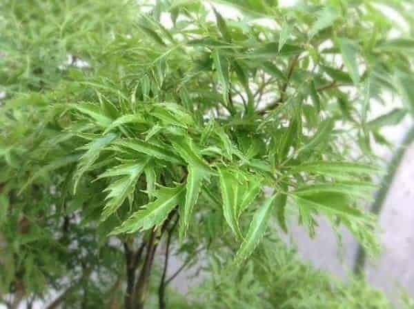 Đinh lăng còn là vị thuốc tốt cho sức khỏe