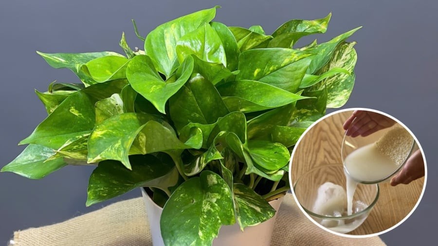 Nước vo gạo lên men cung cấp nhiều dưỡng chất giúp cây trầu bà phát triển.