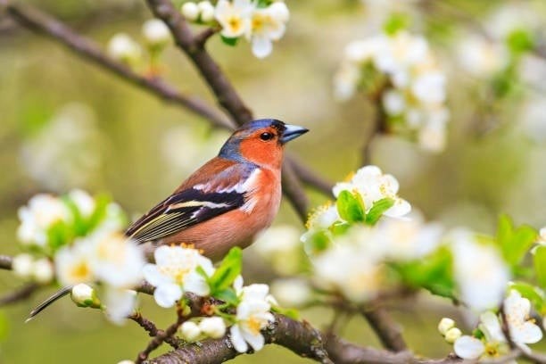 am-lich-3-1763000047472128788188