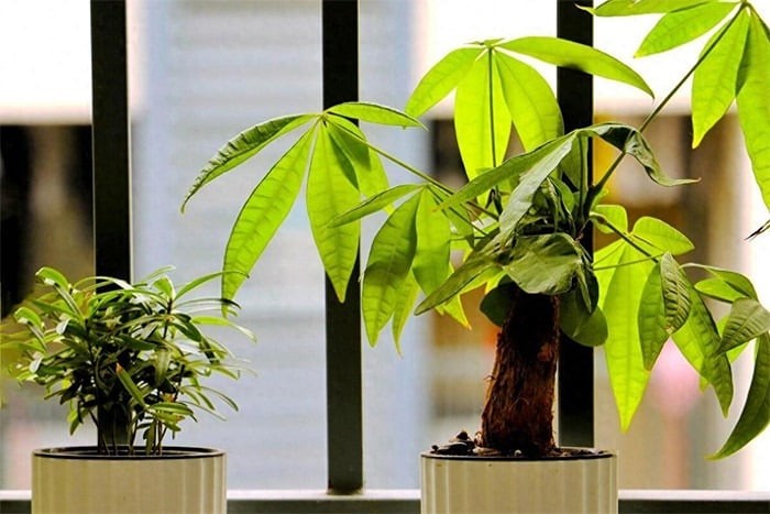 Đặt một chậu cây kim ngân nhỏ trong phòng làm việc giúp tăng năng lượng tích cực. Ảnh minh họa