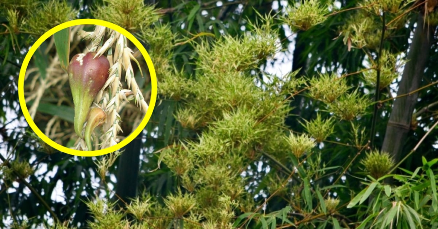 Cây tre nở hoa điềm báo xui xẻo