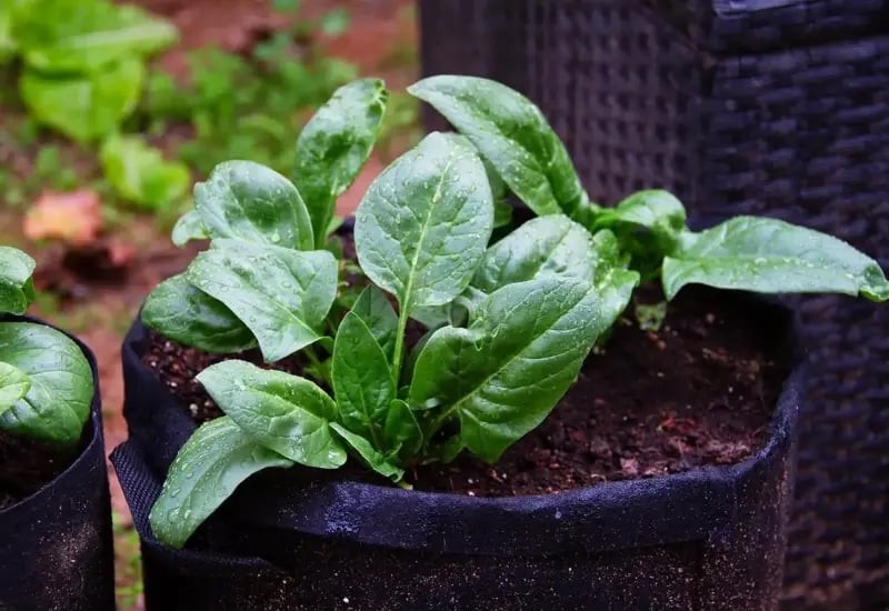 Rau chân vịt chứa nhiều sắt, folate và carotenoid – những chất giúp phổi khỏe mạnh, phục hồi tế bào bị tổn thương do ô nhiễm. 