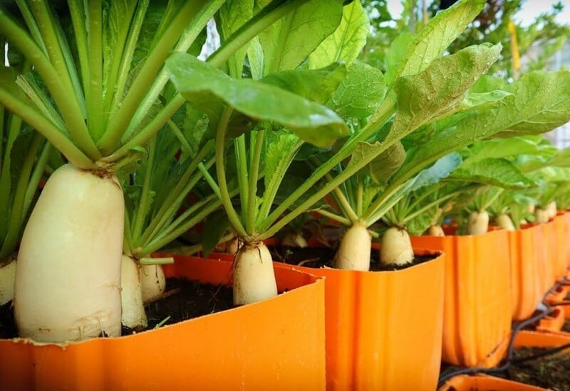 Thiên nhiên ban tặng cho chúng ta nhiều loại rau có khả năng “rửa sạch” phổi, giúp thanh lọc cơ thể, giảm ho, làm sạch khí quản và cải thiện hô hấp.