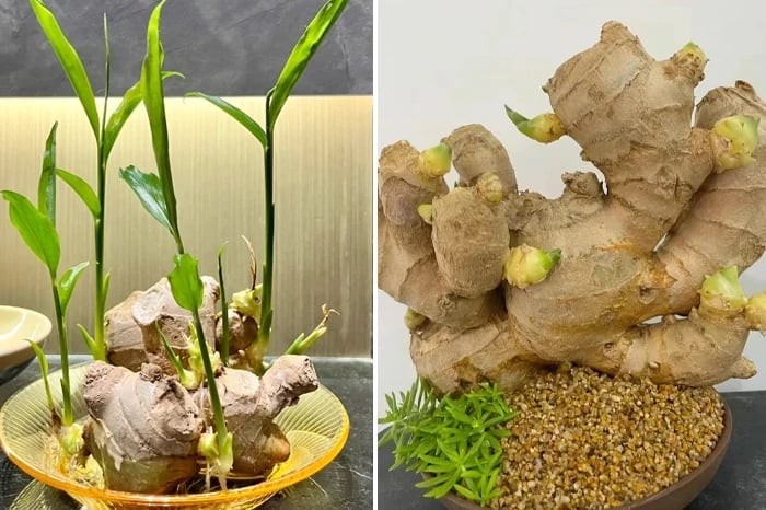 Trong phong thủy dân gian, không chỉ vàng bạc hay ngọc ngà mới chiêu tài hút lộc, mà đôi khi một củ gừng tươi – thứ vốn quen thuộc trong căn bếp Việt – cũng mang trong mình năng lượng cát lành mạnh mẽ, có khả năng trấn giữ tài vị, gọi mời may mắn và tiền bạc kéo về không ngớt.
