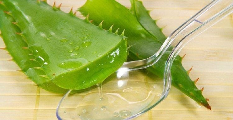 Gel lô hội là nguyên liệu tự nhiên chứa nhiều dưỡng chất quý giá như vitamin A, C, E