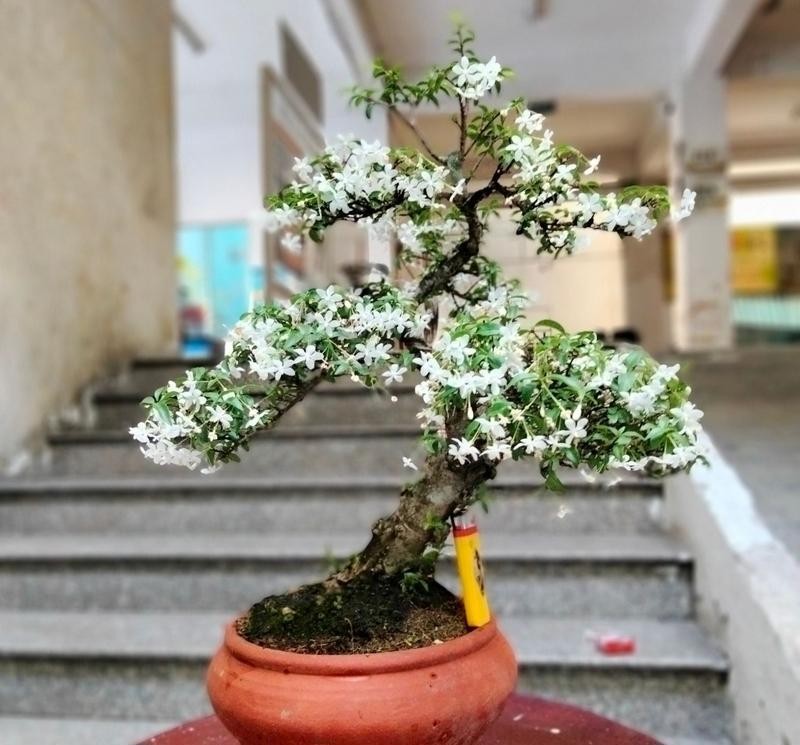 Mai chiếu thủy, còn gọi là mai chiếu thổ, vốn là loài cây thân gỗ xuất hiện phổ biến tại nhiều quốc gia trong khu vực Đông Dương