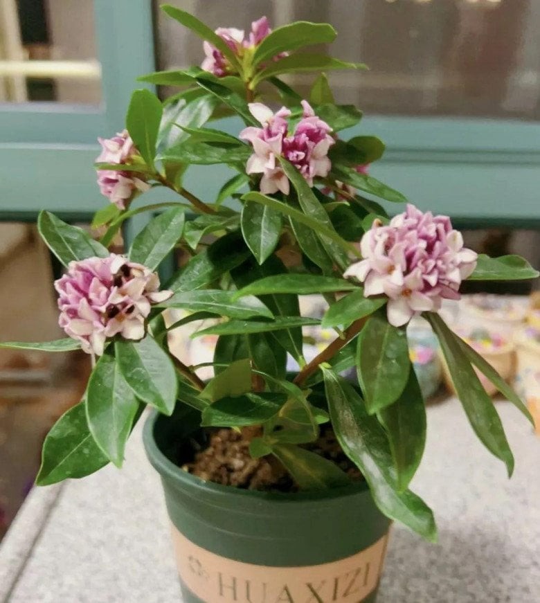 loai-hoa-nay-co-dang-dep-cang-lanh-cang-no-nhieu-trong-mot-chau-huong-thom-bay-khap-nha-85b9021296234f2d9be6c1ea38a4b8d9_noop-1700663143-942-width780height871