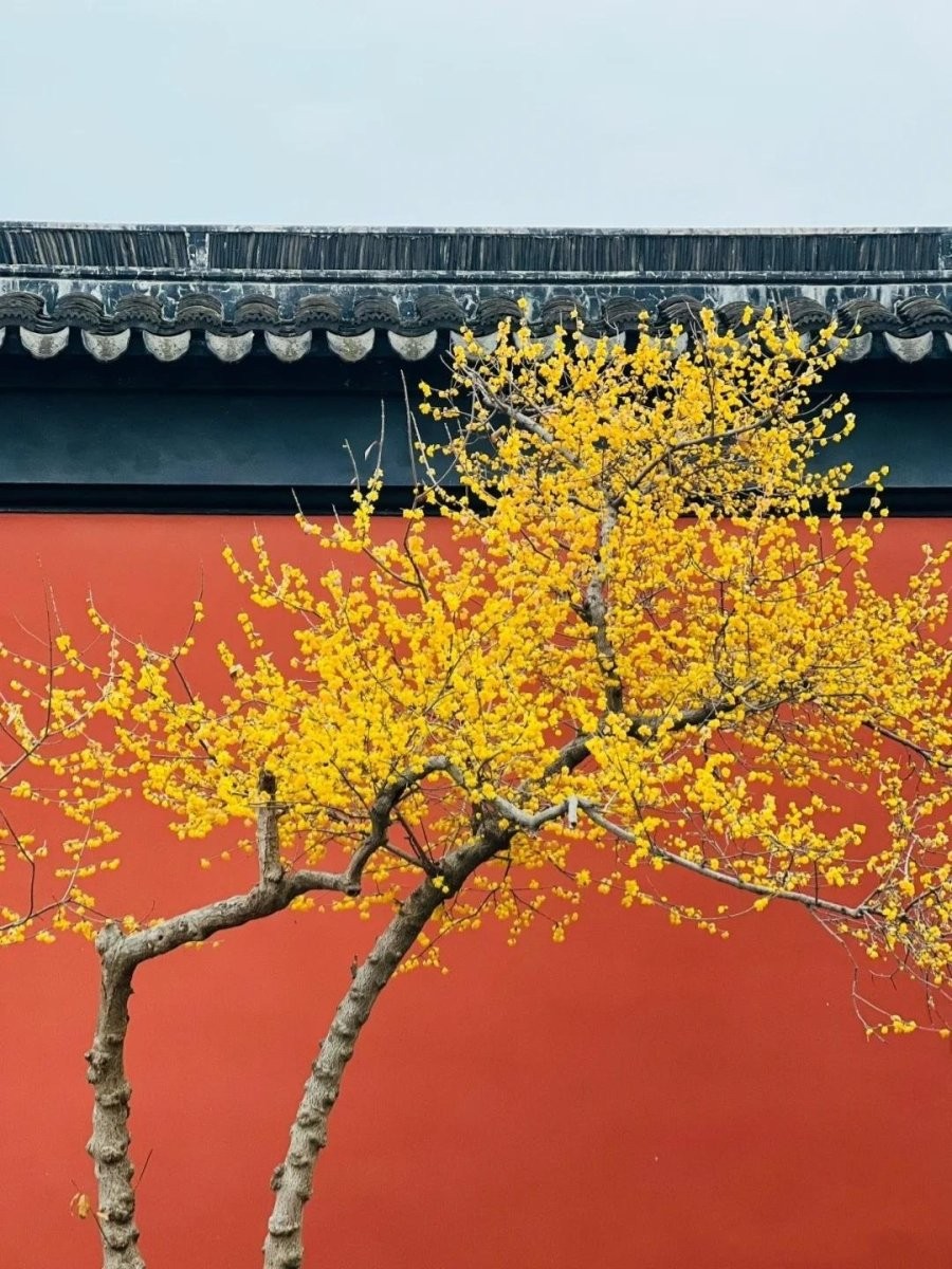 man-mua-dong-cay-canh-tou3-0104