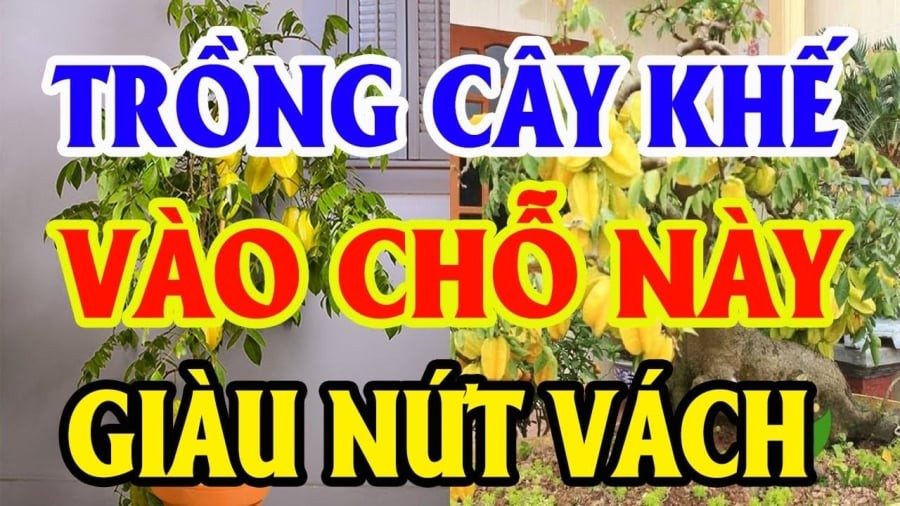 Vị trí trồng khế tốt cho tài lộc