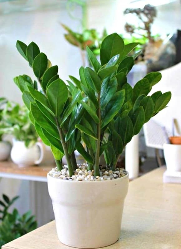 Mặc dù cây kim tiền mang nhiều lợi ích, người trồng cần lưu ý rằng tất cả bộ phận của cây chứa tinh thể oxalat canxi, có thể gây kích ứng da, miệng và họng nếu tiếp xúc trực tiếp hoặc nuốt phải. 