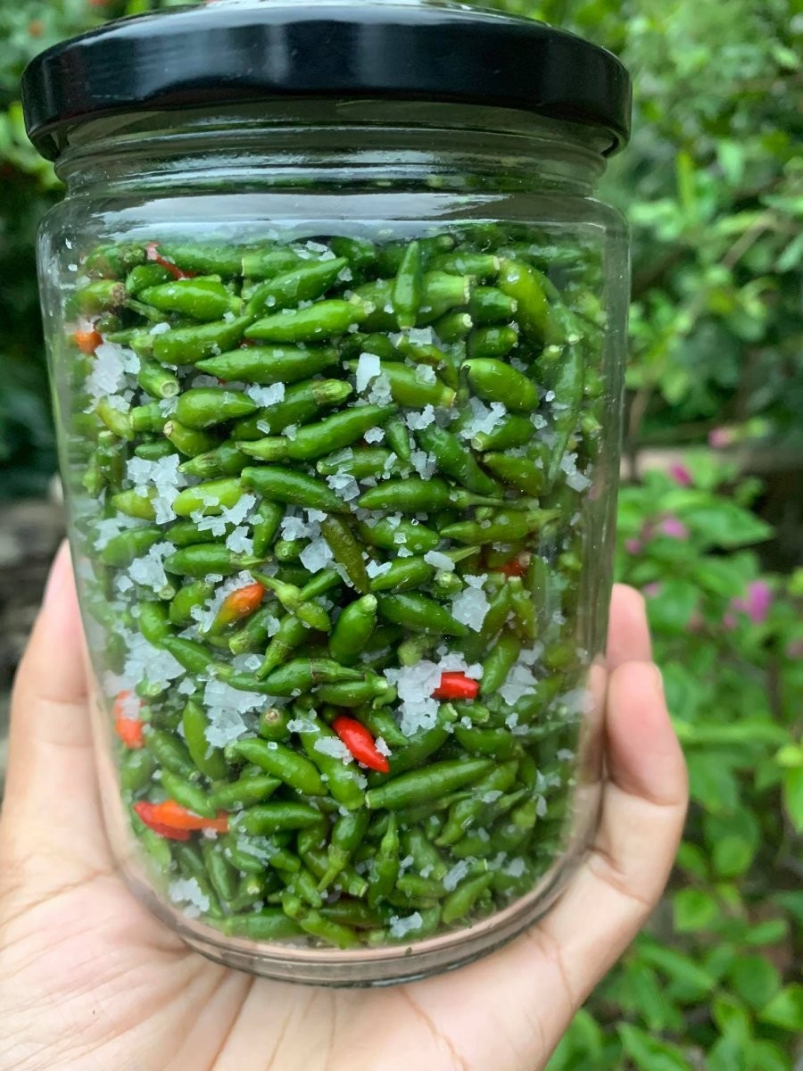 Ớt gió sinh trưởng tự nhiên trên các sườn núi, bìa rừng của Hà Giang