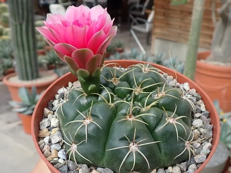 Phòng khách của ngôi nhà không thích hợp đặt cây xương rồng bởi nó có mang “sát khí”.