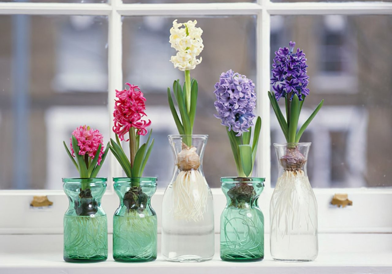 Cây dạ lan hương - hoa có mùi thơm kích thích, gây nguy hiểm cho người mắc bệnh huyết áp và tim mạch.