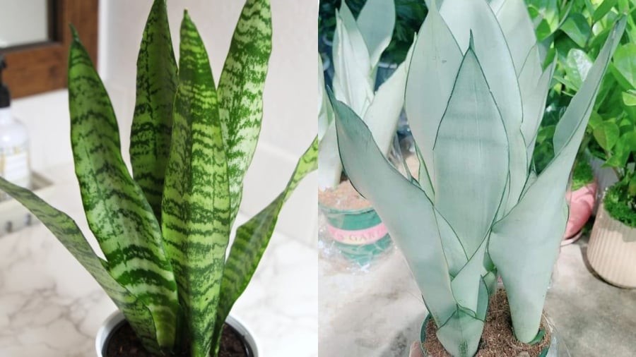 Người mệnh Mộc kỵ trồng cây lưỡi hổ xanh và cây lưỡi hổ trắng.