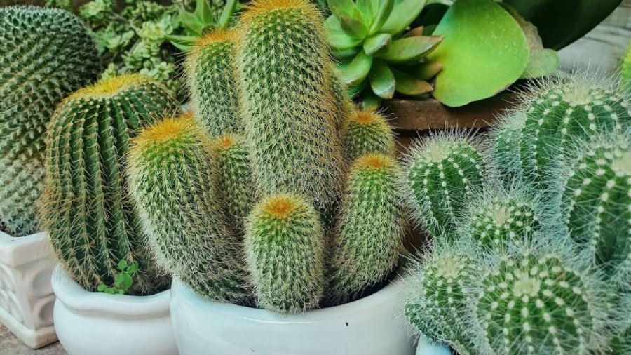 Cây xương rồng là loại cây không nên trồng trước cửa chính.