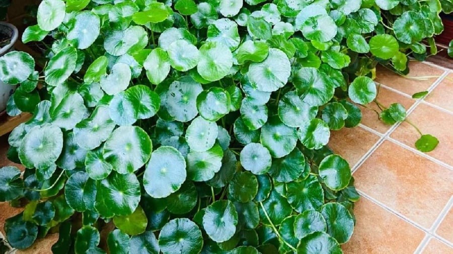 Các loại cây lá tròn mang ý nghĩa của sự đủ đầy, viên mãn, đặt trong nhà mang ý nghĩa phong thủy tốt lành.