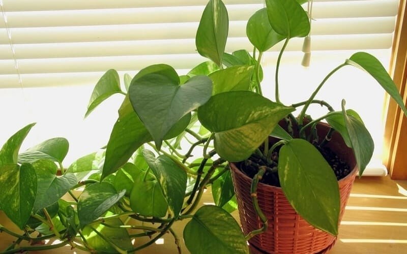 Cây giúp hút sát khí và tăng uy, nên thường được đặt tại bàn làm việc, phòng họp hoặc khu vực phía Bắc của văn phòng – nơi thuộc hành Thủy.

