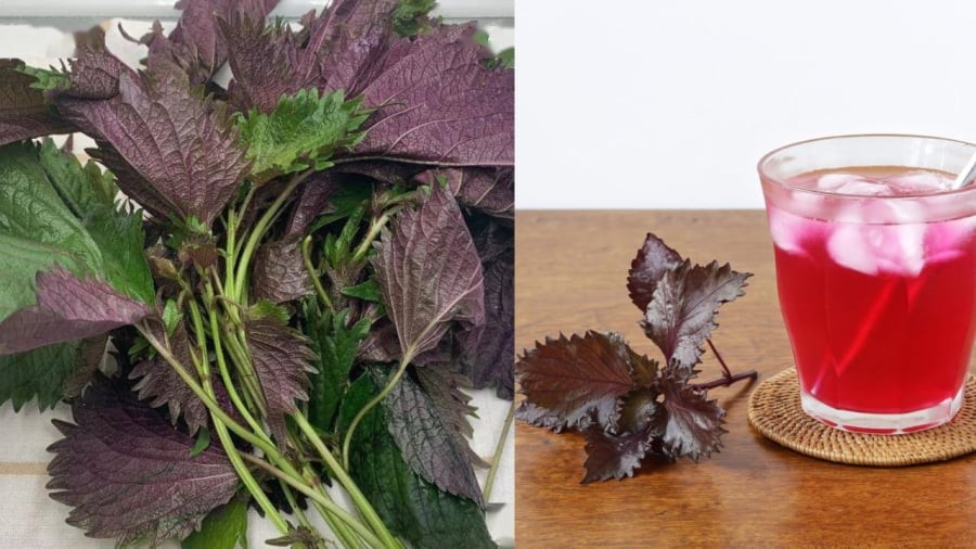 Nước tía tô tốt cho sức khỏe nhưng không phải lúc nào cũng nên uống