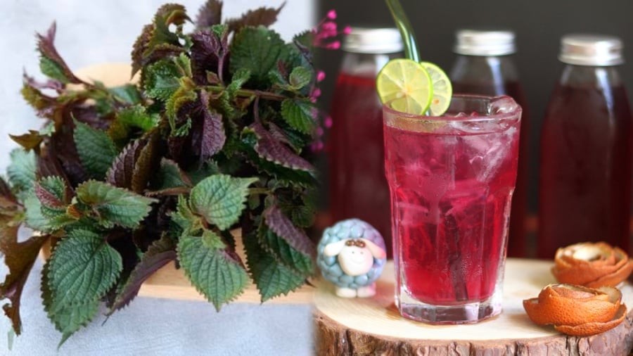 Người bị huyết áp thấp – dễ choáng váng khi uống tía tô

