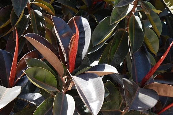 y-nghia-cong-dung-va-cach-cham-soc-cay-da-bup-do-chuan-cho-dan-van-phong-ban-ron-cay-da-bup-do-031219-01-1586776374-21-width600height399