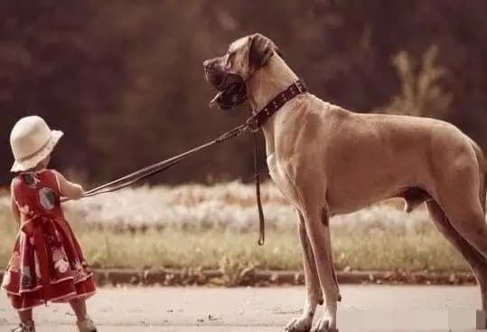 Nói tóm lại, “đừng quá tốt với người, đừng cho chó ăn quá nhiều” là bài học về cân bằng trong cuộc sống. 