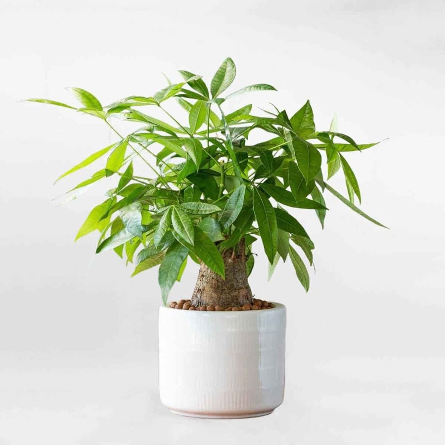 Cây Kim Ngân được xem là một trong những loại cây phong thủy biểu tượng cho tài lộc. Ảnh minh họa